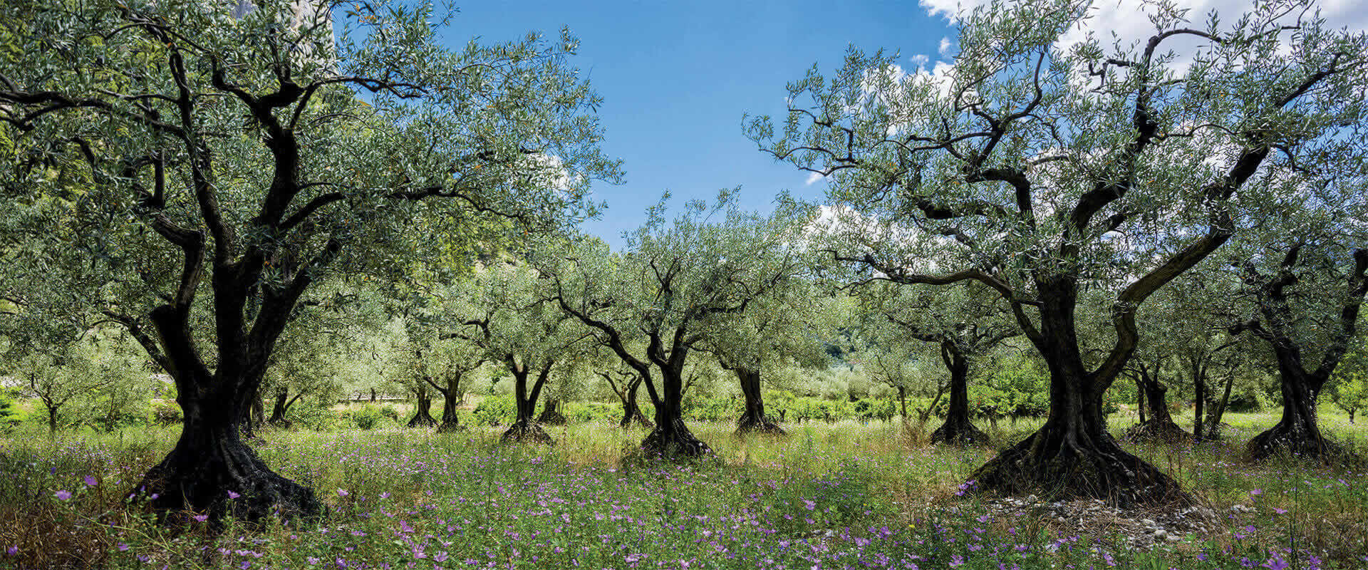 Growing an olive tree – Fratelli Carli