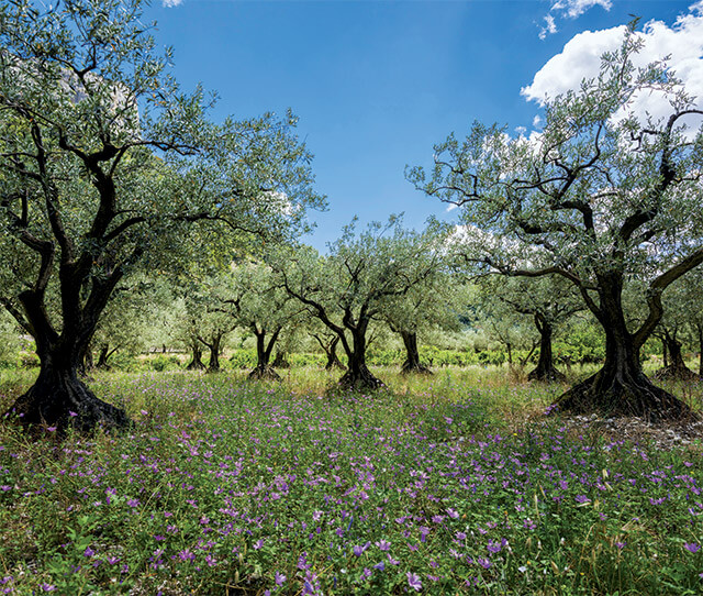 Searles  Growing and Planting Olives