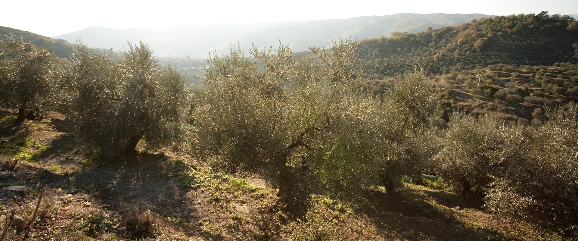 How to plant an olive tree – Fratelli Carli