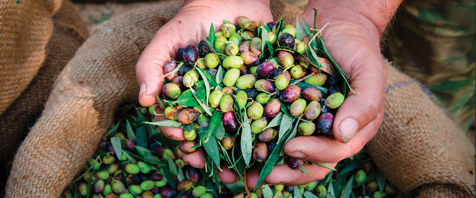 hands with varieties of olives
