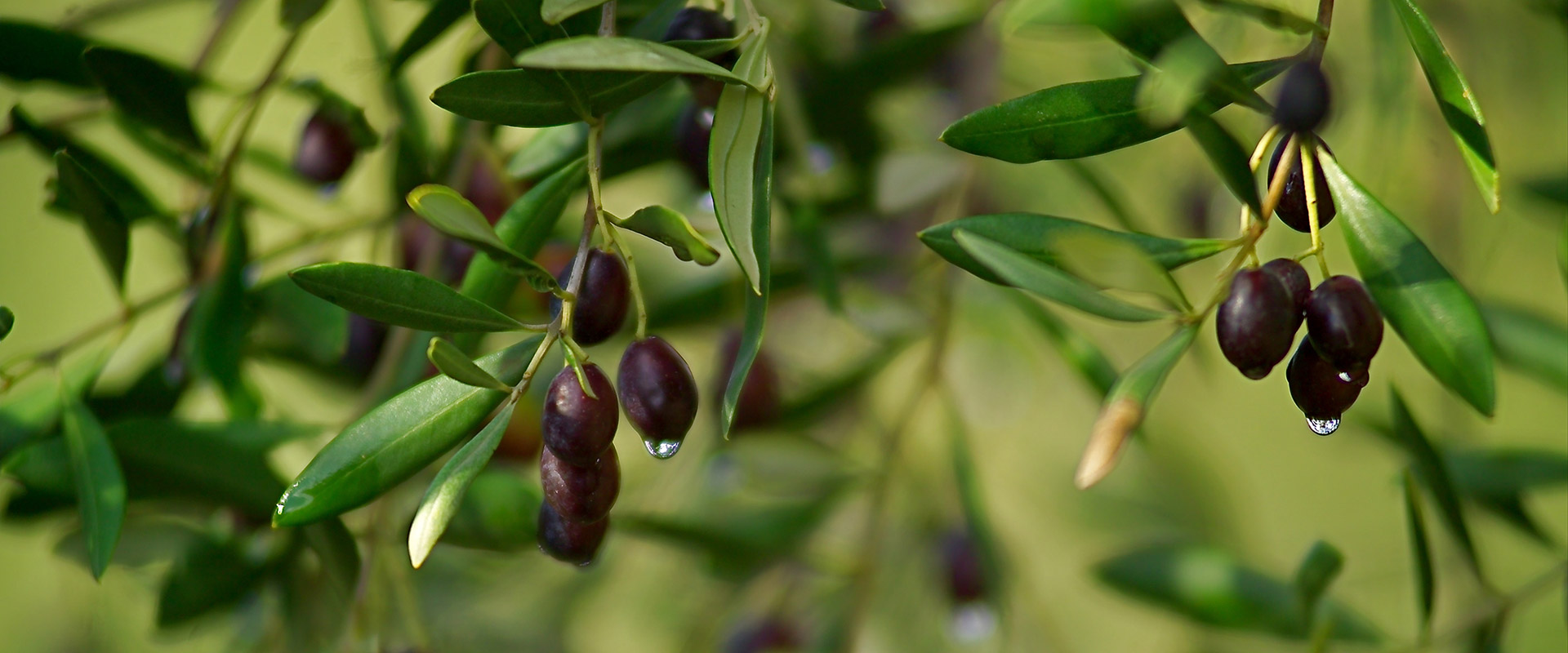 black olive plant