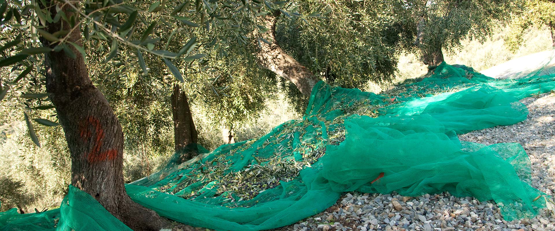 olive harvest