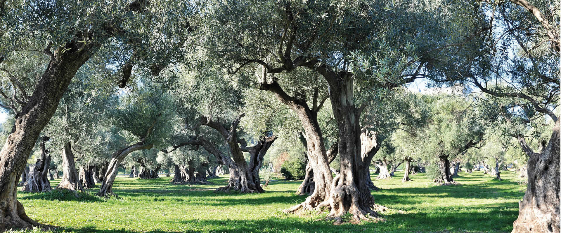 Olive grove with centuries-old olives