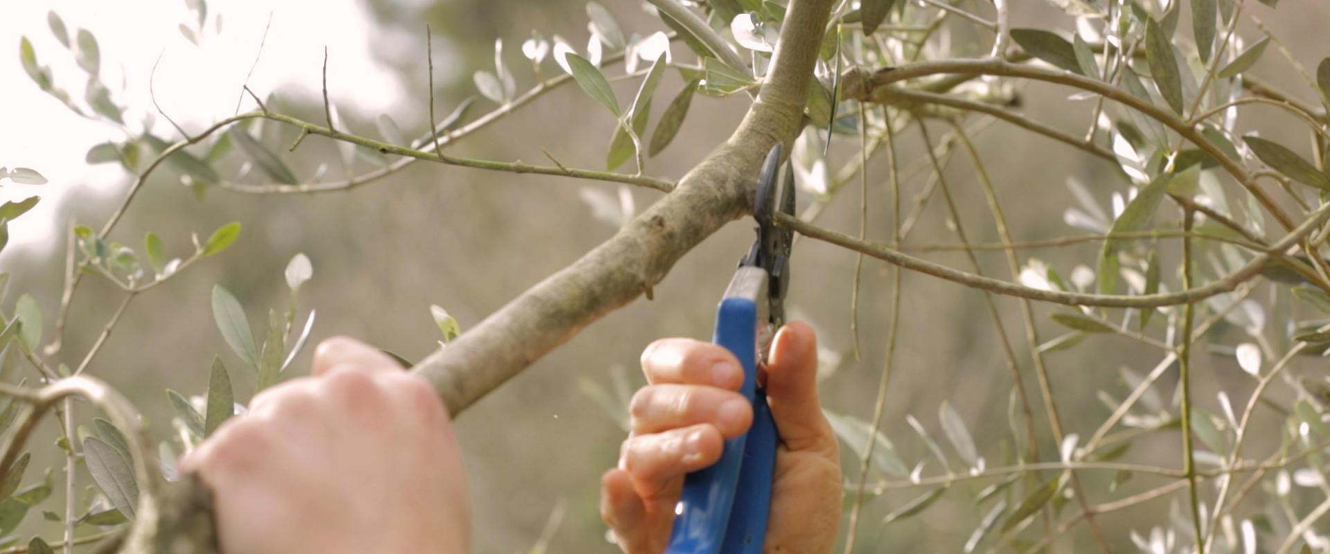 Olive Tree Pruning