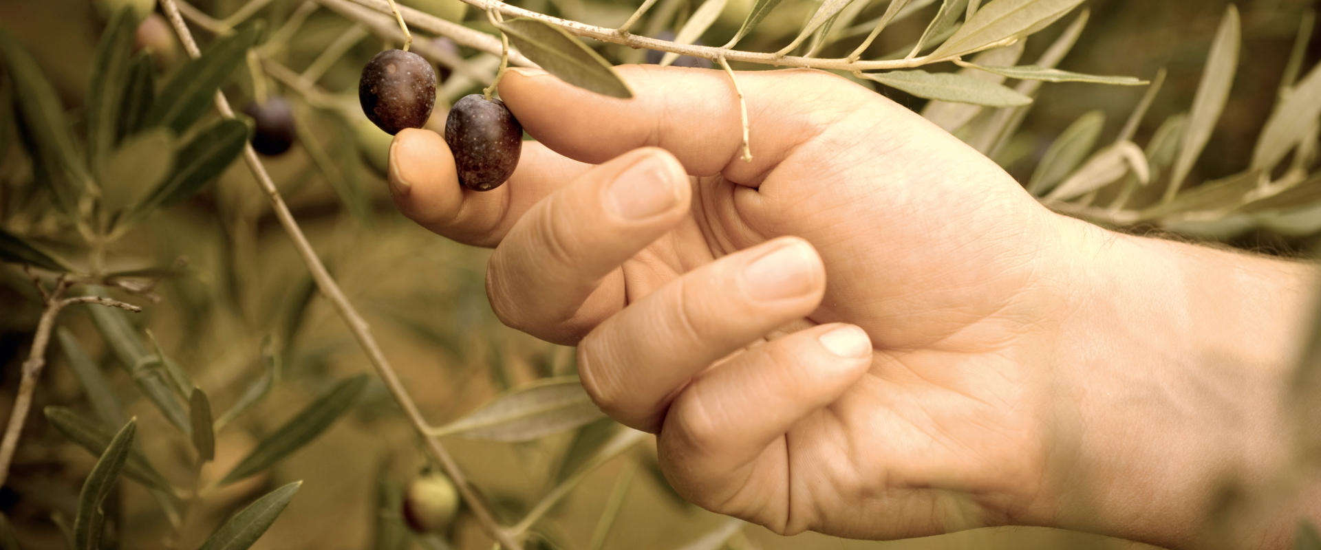Hand picking olives from an olive tree