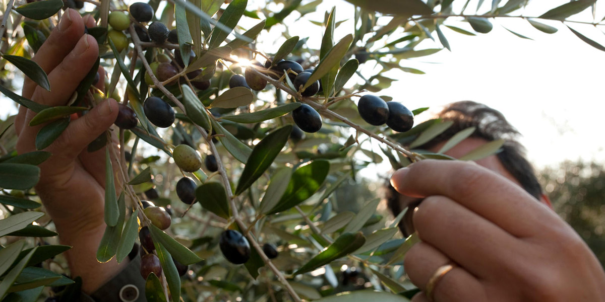 mano che coglie le olive dal ramo