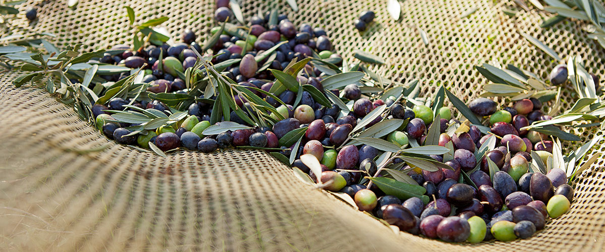 raccolta olive