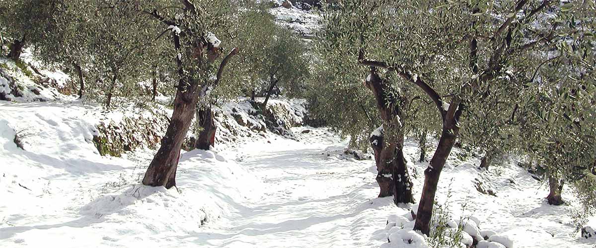 oliveto in inverno