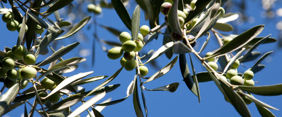 olivo con olive nuove