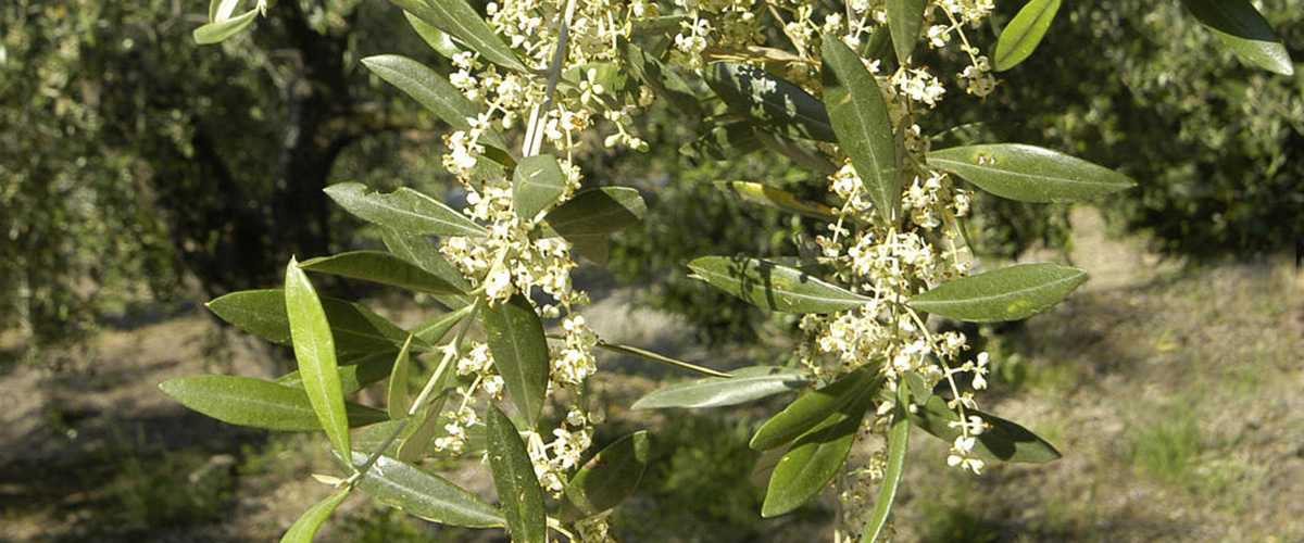 olivo fiorito