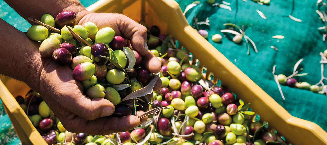 Olive harvest