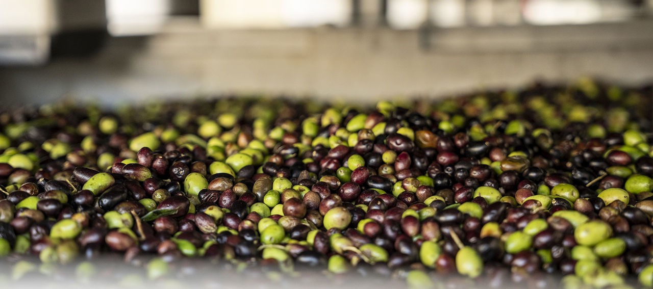 Harvesting and arrival at the olive mill