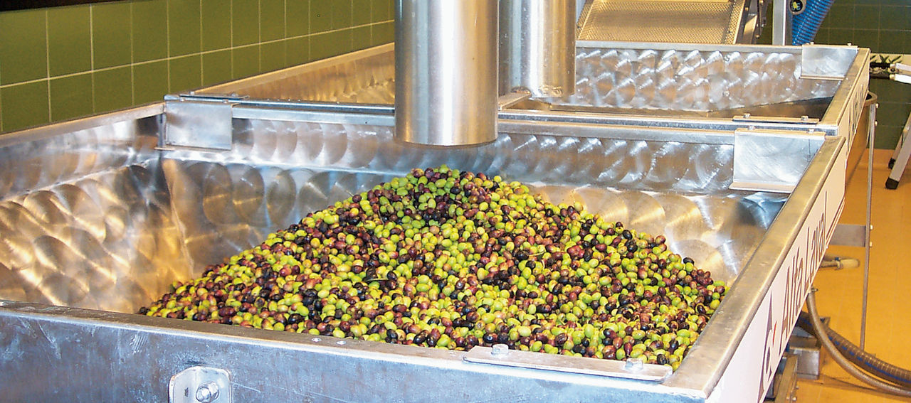Olives at the beginning of the production process at the Fratelli Carli olive mill