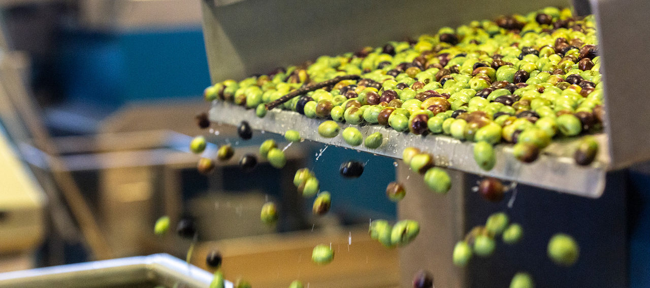 Olive washing phase at the Fratelli Carli olive mill
