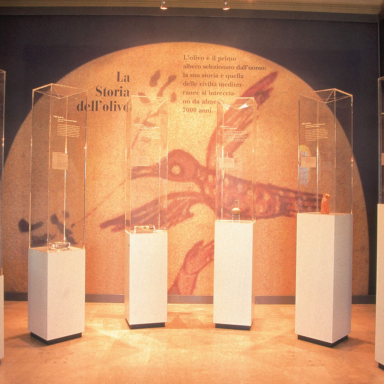 The Story of the Olive Tree at the Museum 