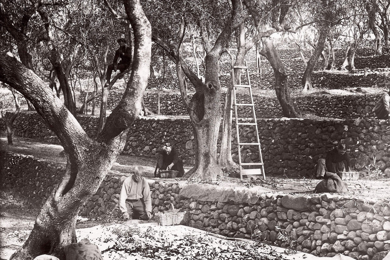 Olive groves