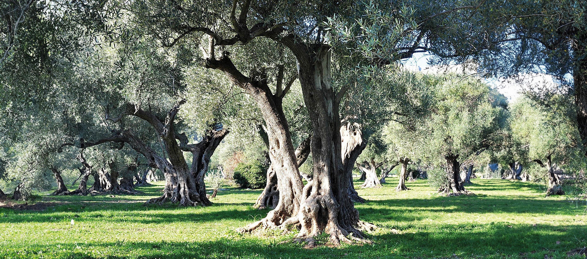 Olive grove