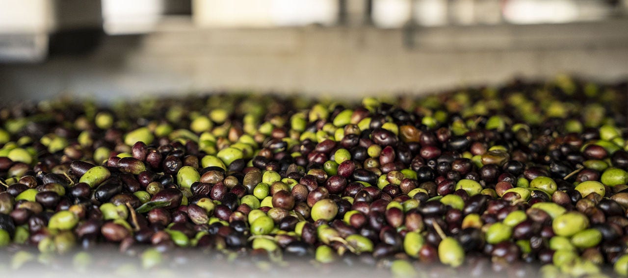 Olives in the new Fratelli Carli olive mill