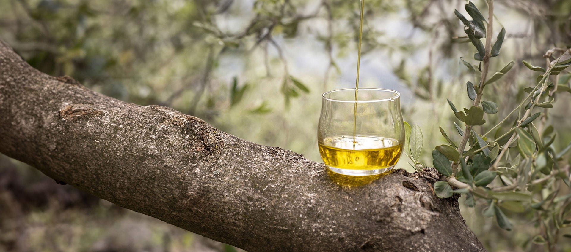 Olive oil tasting glass