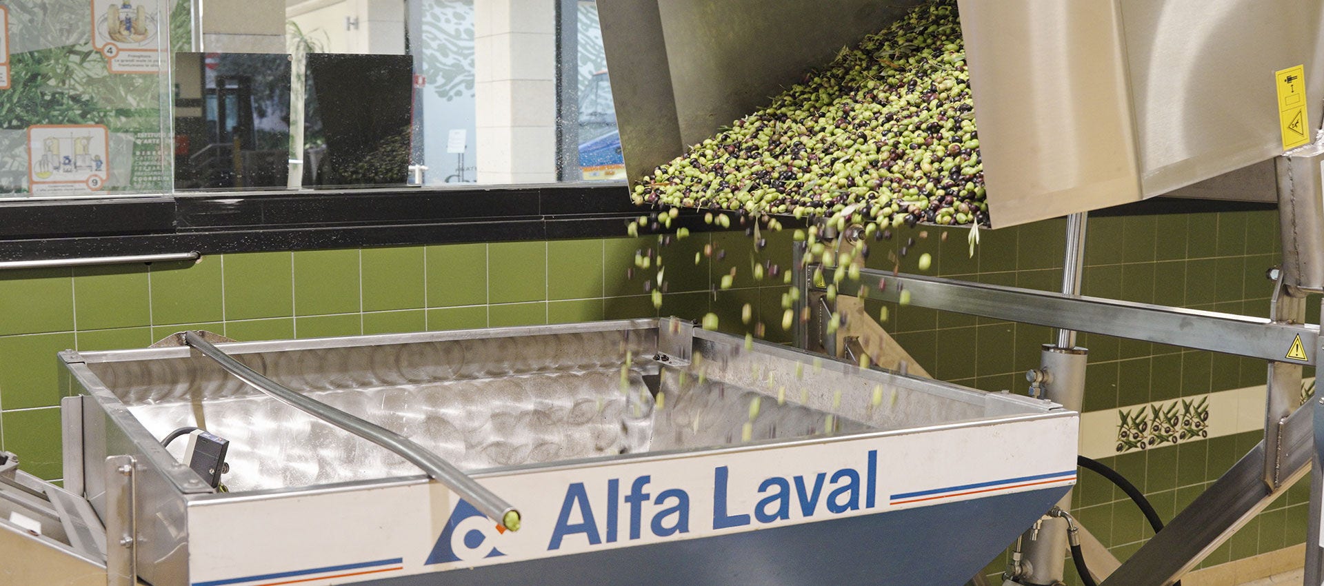 Olive washing stage in the new Fratelli Carli olive mill