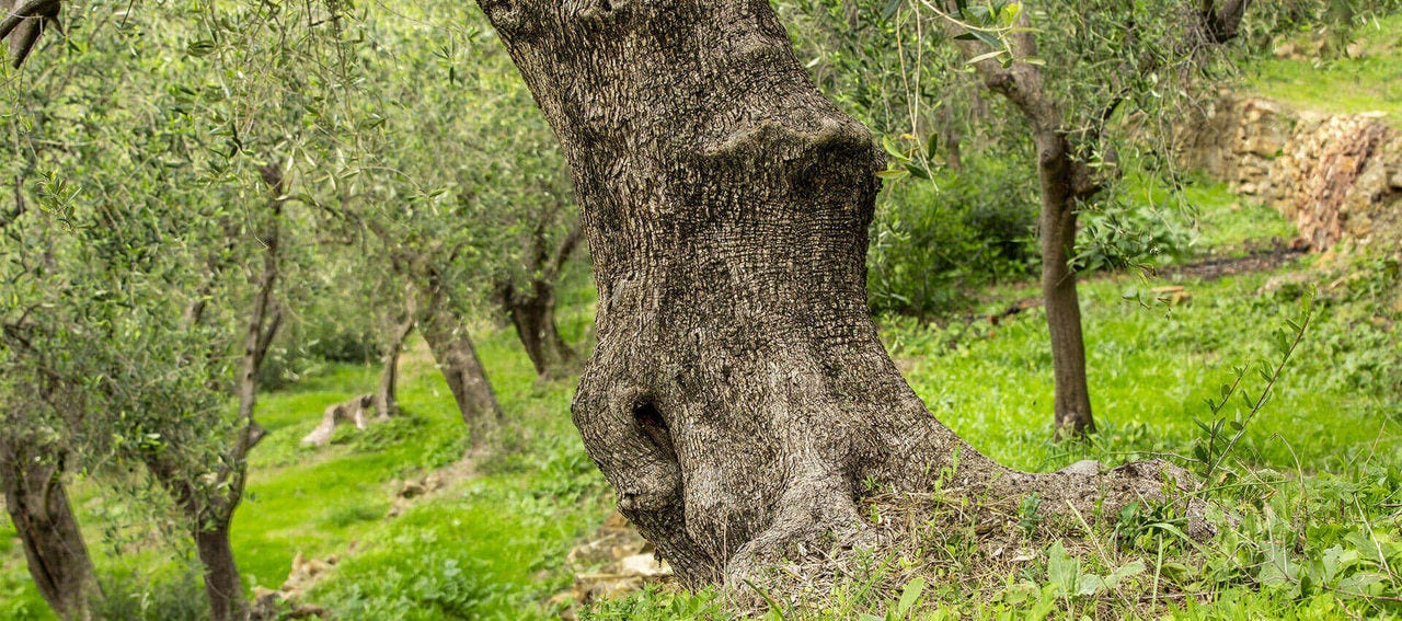 Detail of an olive tree trunk