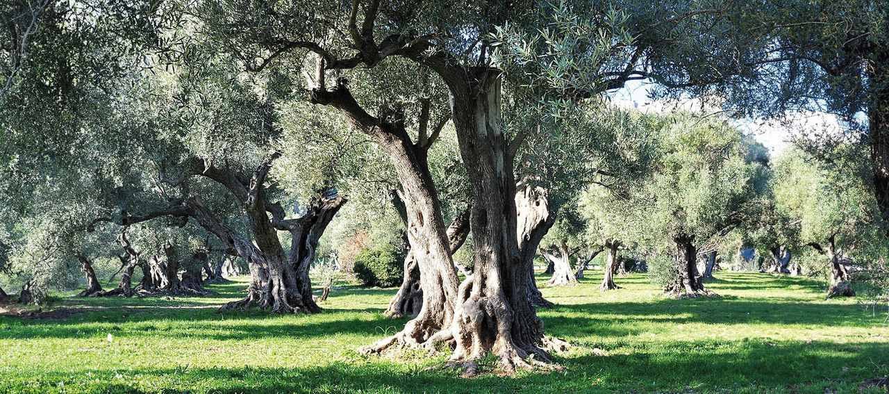 Olive grove