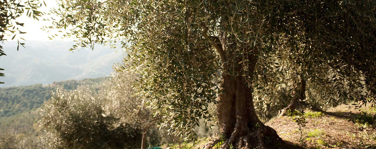 Olive grove