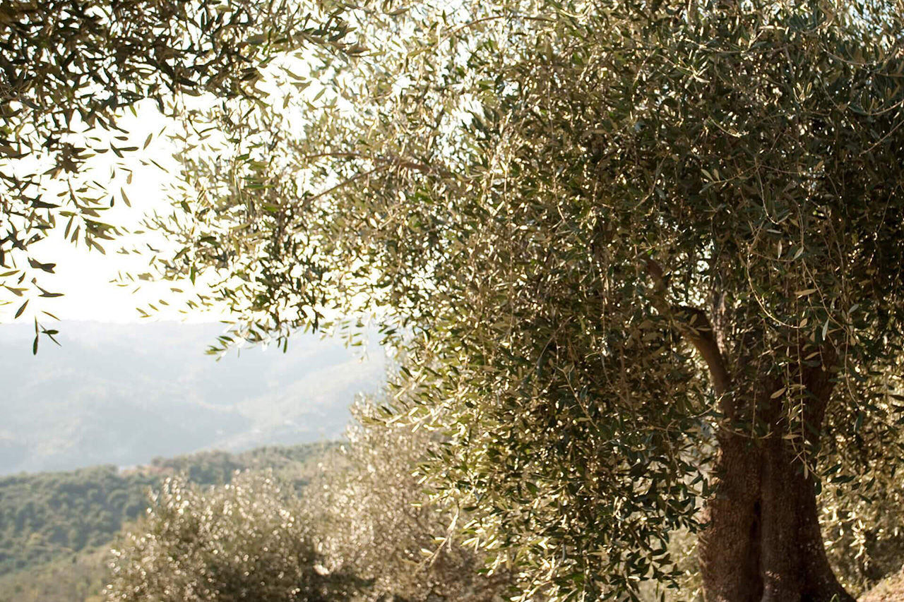 Olive tree