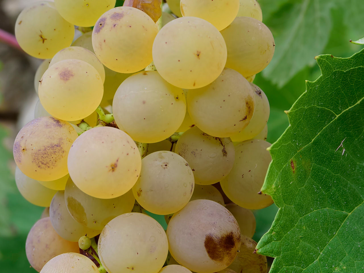 white grape