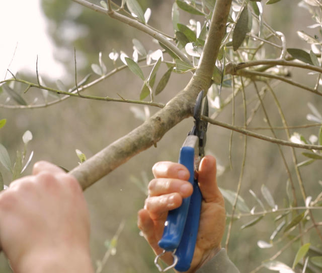 Olive Tree Pruning